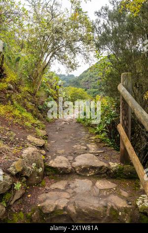A path through a forest with a wooden fence on the right side. The path is made of rocks and has a few steps. The trees are green and the leaves are Stock Photo