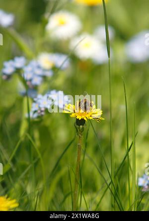 European honey bee (Apis mellifera), on common dandelion (Taraxacum officinale), North Rhine-Westphalia, Germany Stock Photo