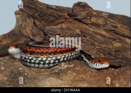 San Francisco garter snake (Thamnophis sirtalis tetrataenia), captive, occurrence in North America Stock Photo