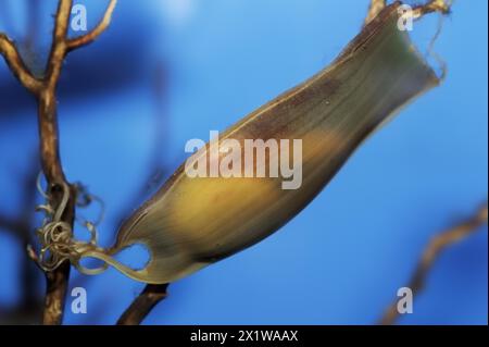 Small-spotted catshark (Scyliorhinus canicula), egg capsule, captive Stock Photo
