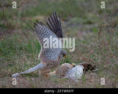 Two common kestrels (Falco tinnunculus) fighting on the ground Stock Photo