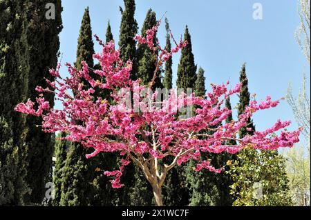 Alhambra, Granada, Andalusia, A single tree with pink flowers in front of cypresses under a clear sky, Granada, Andalusia, Spain, Europe Stock Photo