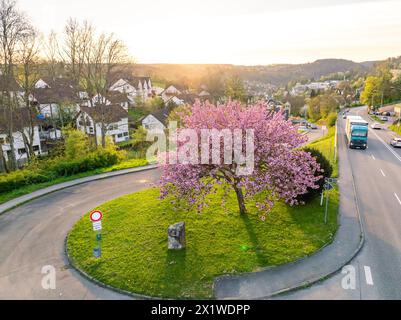 A large blossoming tree stands magnificently in a spring-like suburban scene at sunset, spring, Calw, Black Forest, Germany Stock Photo