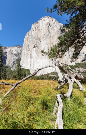 El Capitan, Vosemity Valley, Yosemite National Park, California, United States, USA, Yosemite National Park, California, USA Stock Photo