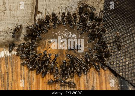 Odorous House Ants feeding on Ant Gel Bait Stock Photo