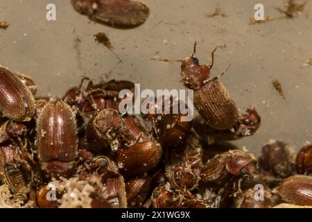 Drugstore Beetles - Stegobium paniceum Stock Photo