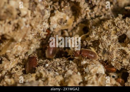 Drugstore Beetles - Stegobium paniceum Stock Photo