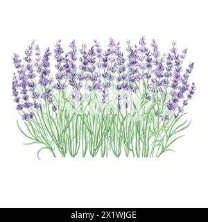 Lavender flowers purple Watercolor delicate composition. Isolated hand drawn illustration. Floral bouquet, herbs of Provence. Botanical drawing templa Stock Photo