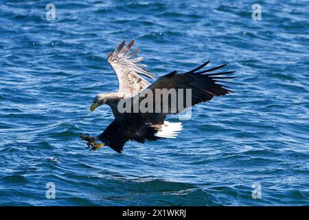 White tailed sea eagle hunting fish on the coast of Scotland Stock Photo