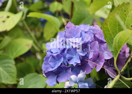 Hydrangea macrophylla in the garden Stock Photo
