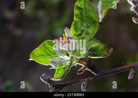White flower and pink bud on apple tree. Blooming apple tree in spring. Close-up Stock Photo