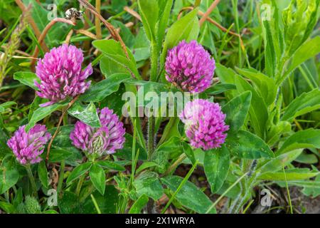 Trifolium pratense. Thickets of a blossoming clover. Red clover plants in sunshine. Honey bee at red clover flower. Flowering field with red clover an Stock Photo