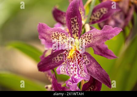 Aliceara Marfitch 'Howard's Dream' orchid on display for Orchid Daze at the Atlanta Botanical Garden's Fuqua Orchid Center in Atlanta, Georgia. (USA) Stock Photo