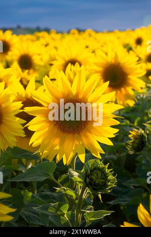 Fields of Sunflowers near Fenton Tower, North Berwick, East Lothian Scotland, UK. Stock Photo