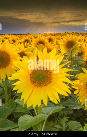 Fields of Sunflowers near Fenton Tower, North Berwick, East Lothian Scotland, UK. Stock Photo