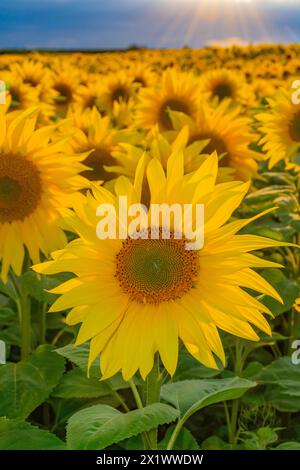 Fields of Sunflowers near Fenton Tower, North Berwick, East Lothian Scotland, UK. Stock Photo