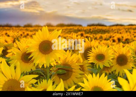 Fields of Sunflowers near Fenton Tower, North Berwick, East Lothian Scotland, UK. Stock Photo