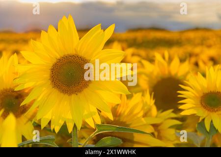 Fields of Sunflowers near Fenton Tower, North Berwick, East Lothian Scotland, UK. Stock Photo