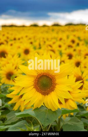 Fields of Sunflowers near Fenton Tower, North Berwick, East Lothian Scotland, UK. Stock Photo