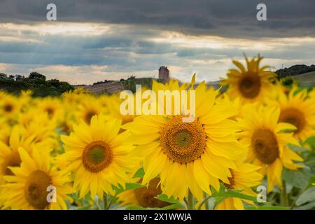 Fields of Sunflowers near Fenton Tower, North Berwick, East Lothian Scotland, UK. Stock Photo