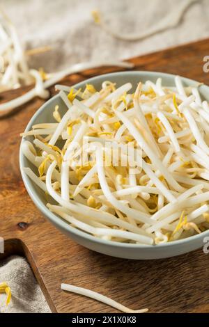 Organic Raw White Mung Bean Sprouts in a Bowl Stock Photo