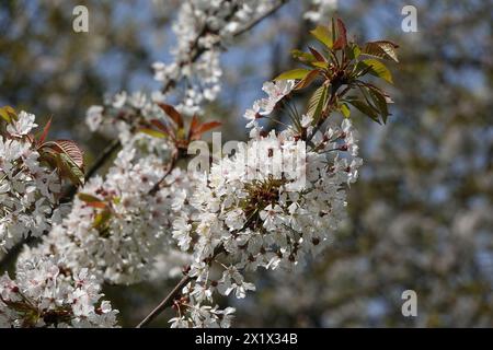 Spring UK, Cherry Blossom Stock Photo