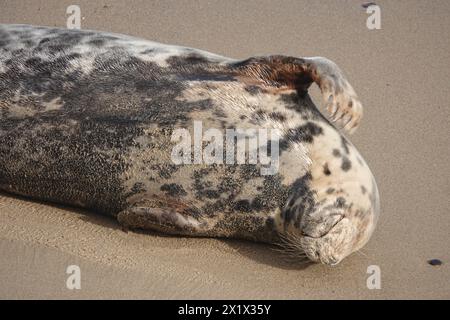Grey Seal, Relaxing on Horsey Beach Stock Photo