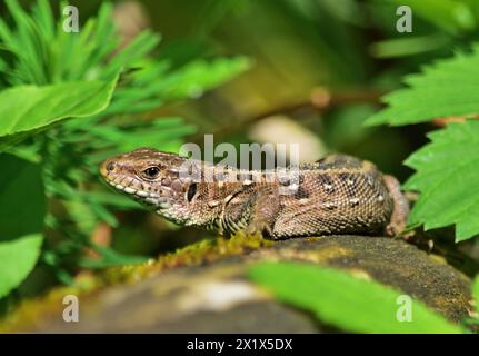 Sand lizard - Lacerta agilis female in Marchegg WWF natural reserve Stock Photo