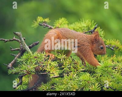 cute native young red squirrel kit (Sciuris vulgaris) feeding on larch cones in Cumbria, England, UK Stock Photo