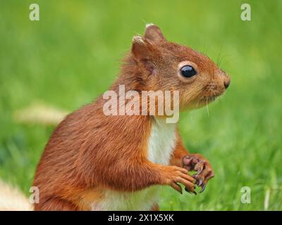 close-up portrait of cute native young red squirrel kit (Sciuris vulgaris) with white ear tips & tail & long whiskers feeding in Cumbria, England, UK Stock Photo