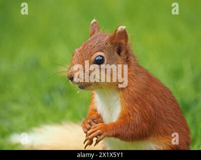 close-up portrait of cute native young red squirrel kit (Sciuris vulgaris) with white ear tips & tail & long whiskers feeding in Cumbria, England, UK Stock Photo