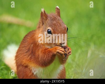 close-up portrait of cute native young red squirrel kit (Sciuris vulgaris) with white ear tips & tail & long whiskers feeding in Cumbria, England, UK Stock Photo