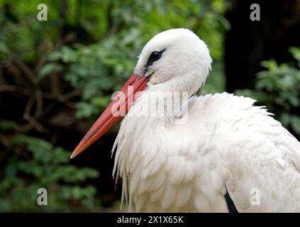 white stork, Weißstorch, fehér gólya, Ciconia ciconia, Cigogne blanche, Hungary, Magyarország, Europe Stock Photo