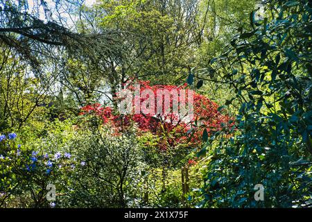 De red spring leaves of Acer palmatum (Japanese maple) light up in a lush garden with tall trees Stock Photo