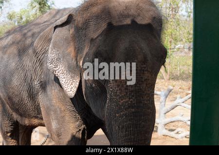 Huge elephant close up shot @ Sakkare bail elephant camp in india Stock Photo