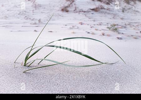 grass growing on the beach Stock Photo