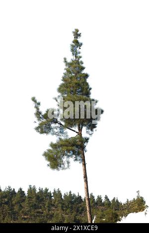 Isolated image of a majestic pine tree, perfect for nature-themed designs, forestry illustrations, and outdoor graphics. Stock Photo