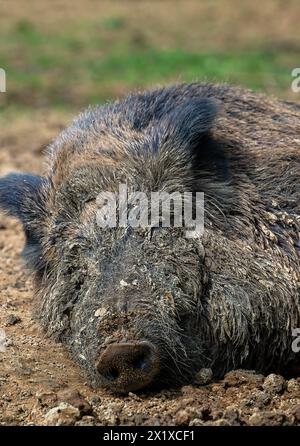 Wild boar (Sus scrofa) close-up of adult male sleeping in the mud Stock Photo