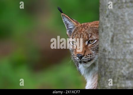 Close-up of concealed Eurasian lynx (Lynx lynx) looking for prey from behind tree trunk in forest Stock Photo