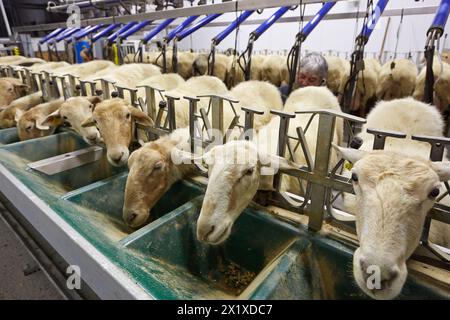 Milking sheep Dairy sheep being milked at a farm The farmers are attaching suction tubes to the sheeps udders These tubes rhythmically suck on the udders to simulate a suckling lamb Sheep farm Latxa breed Gomiztegi Baserria, Arantzazu, Oñati, Gipuzkoa, Basque Country, Spain. Stock Photo