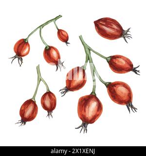 Rose hips, fruit of dog rose, rosa canina watercolor clipart. Red berry of wild rose. Botanical hand drawn briar illustration for printing, beauty, food, jam labels, stickers, invitations, cosmetics Stock Photo