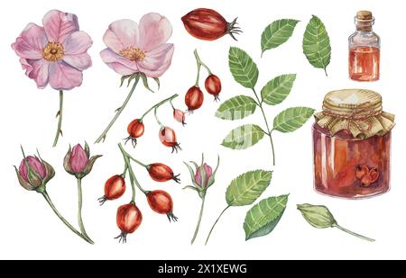 Pink flowers, wild rose fruits, rose hip jam and oil. Dog rose, rosa canina watercolor clipart. Botanical hand drawn briar painting for printing, beauty, cosmetics, perfume, labels, invitations, food Stock Photo