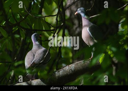 Couple of Columba palumbus aka Common Wood Pigeon perched on the tree branch. Common bird of czech nature. Stock Photo