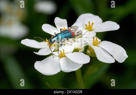 Malachite Beetle (Malachius bipustulatus) male on an Evergreen Candytuft Stock Photo