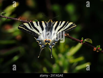 Perfect example of a Scarce Swallowtail - Iphiclides podalirius. Sighted Oeiras, Portugal. Overerwing view. Perched on a fig bush twig. Stock Photo