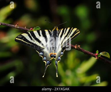 Perfect example of a Scarce Swallowtail - Iphiclides podalirius. Sighted Oeiras, Portugal. Overerwing view. Perched on a fig bush twig. Stock Photo