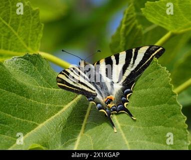 Perfect example of a Scarce Swallowtail - Iphiclides podalirius. Sighted Oeiras, Portugal. Overwing view. Perched on a fig tree leaf. Stock Photo