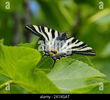 Perfect example of a Scarce Swallowtail - Iphiclides podalirius. Sighted Oeiras, Portugal. Overwing view. Perched on a fig tree leaf. Stock Photo