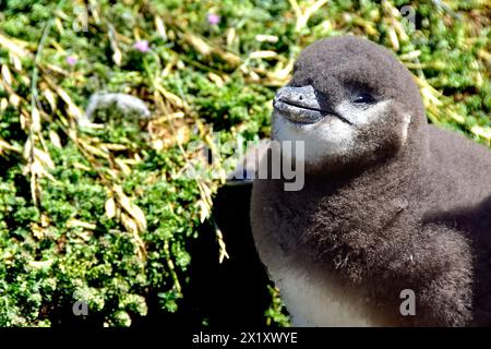 Close-up of a young Magellanic Penguin on Magdalena Islnad, Chile. Stock Photo