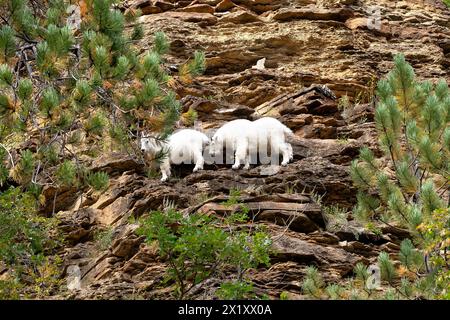 Two mountain goats climbing on a hillside in Spearfish Canyon, South Dakota. Stock Photo